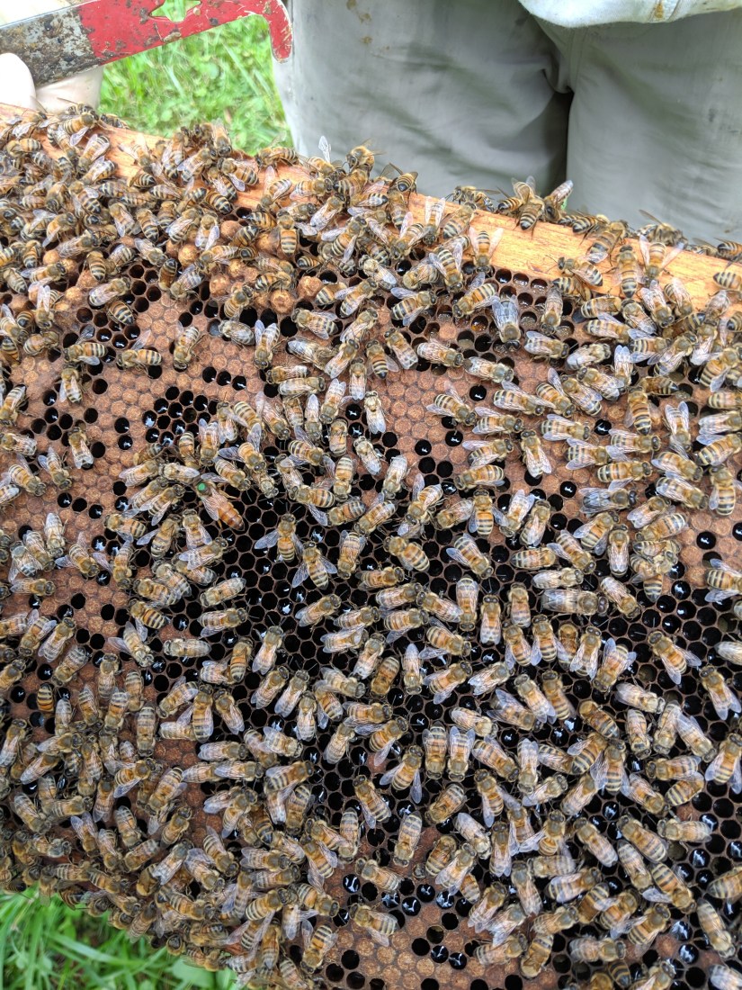 IMG_20190730_155858_1